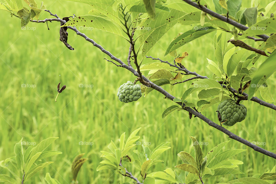 Custard apple on a tree The background in paddy fields.