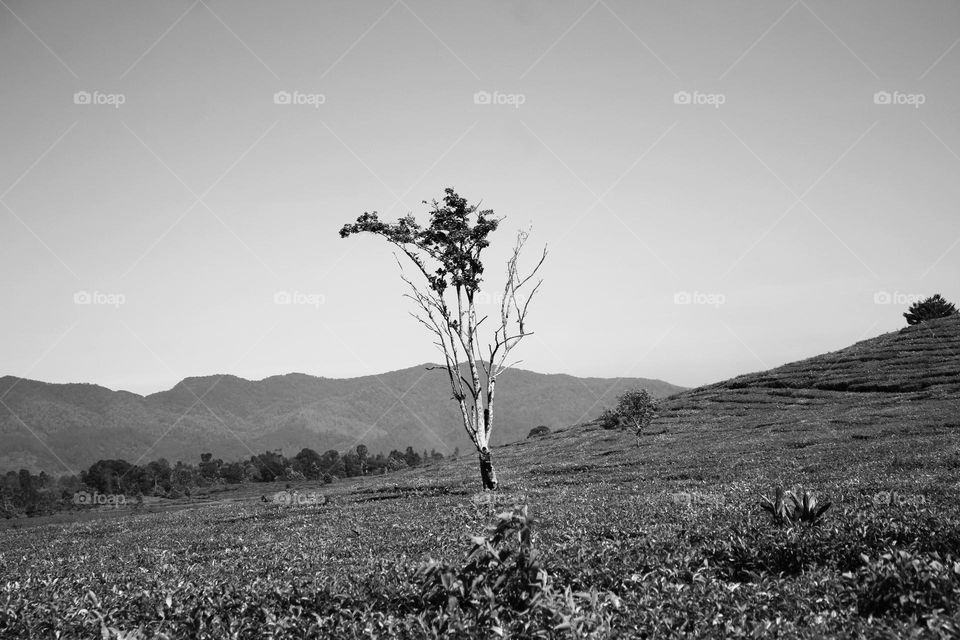 lonely tree