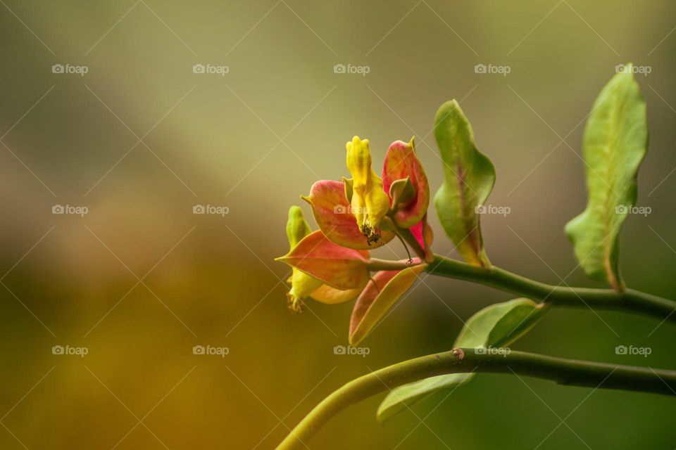 nectar flower