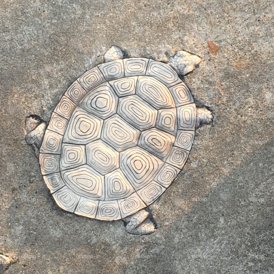 Turtle from turtle twist