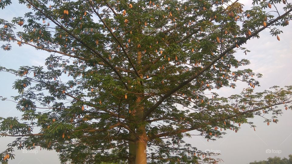 kapok trees in the rice fields
