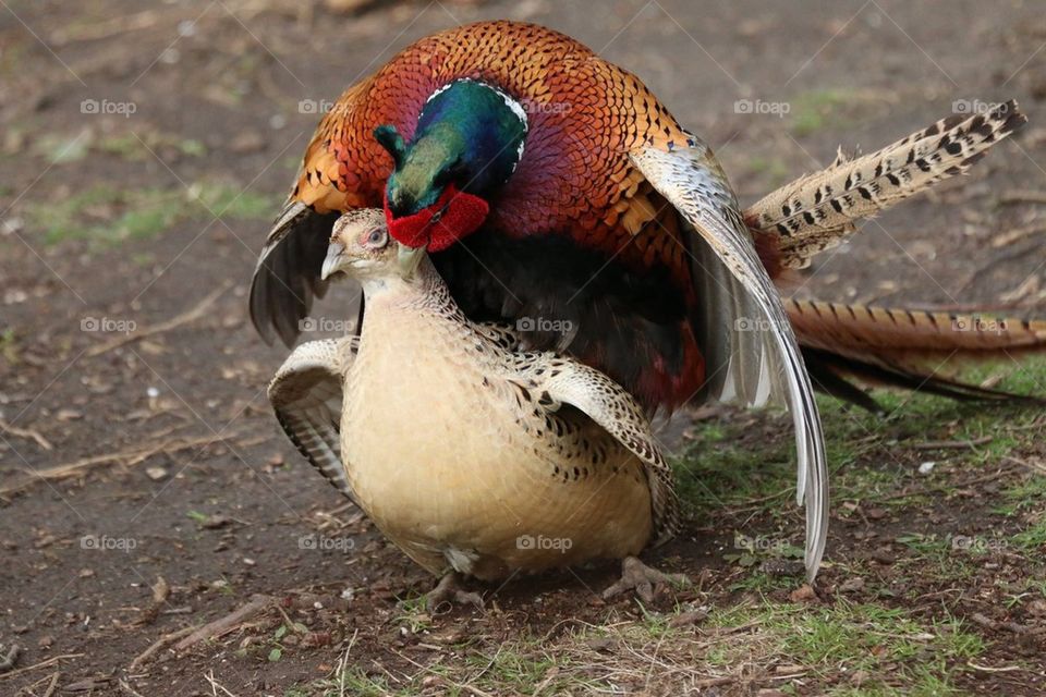 Mating pheasants