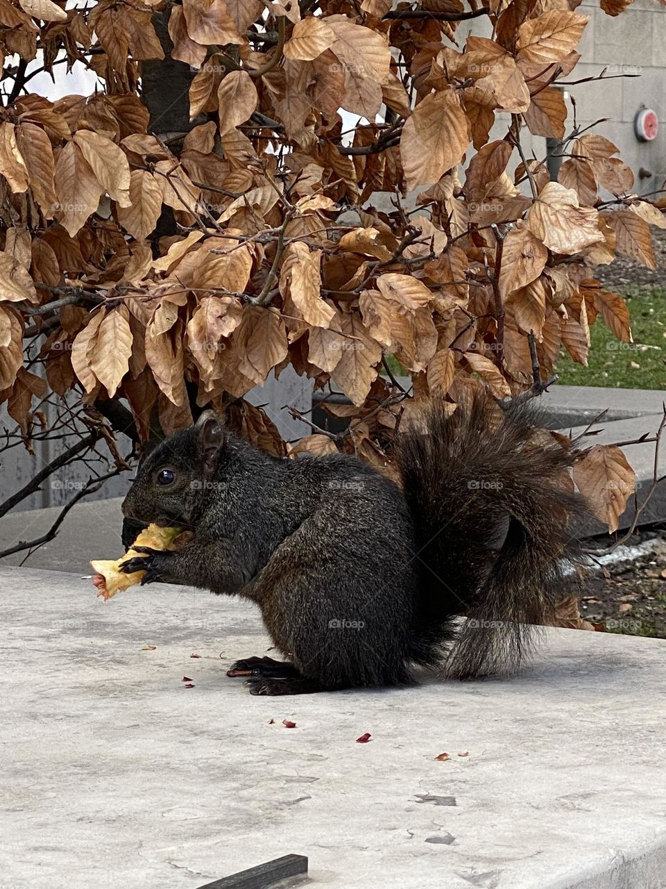 Squirrel is eating an apple 