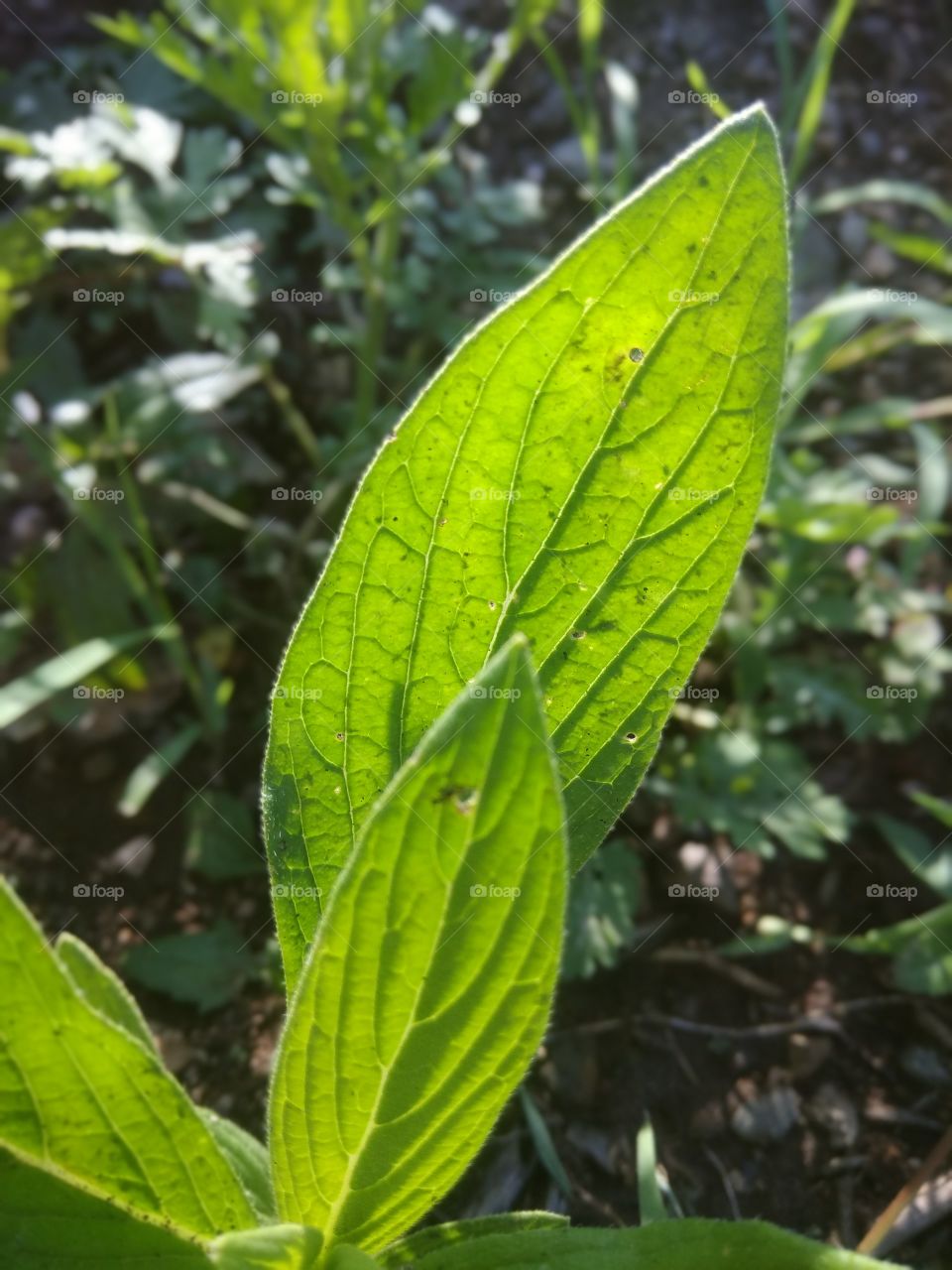 Two beautiful green leaves!!
