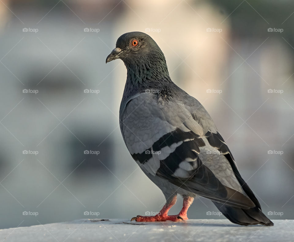 Bird photography- Dove- cyan shade