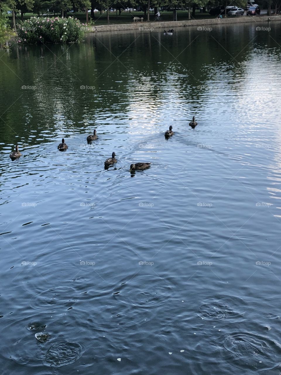 Ducks