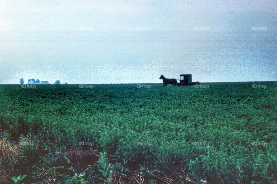 Amish carriage