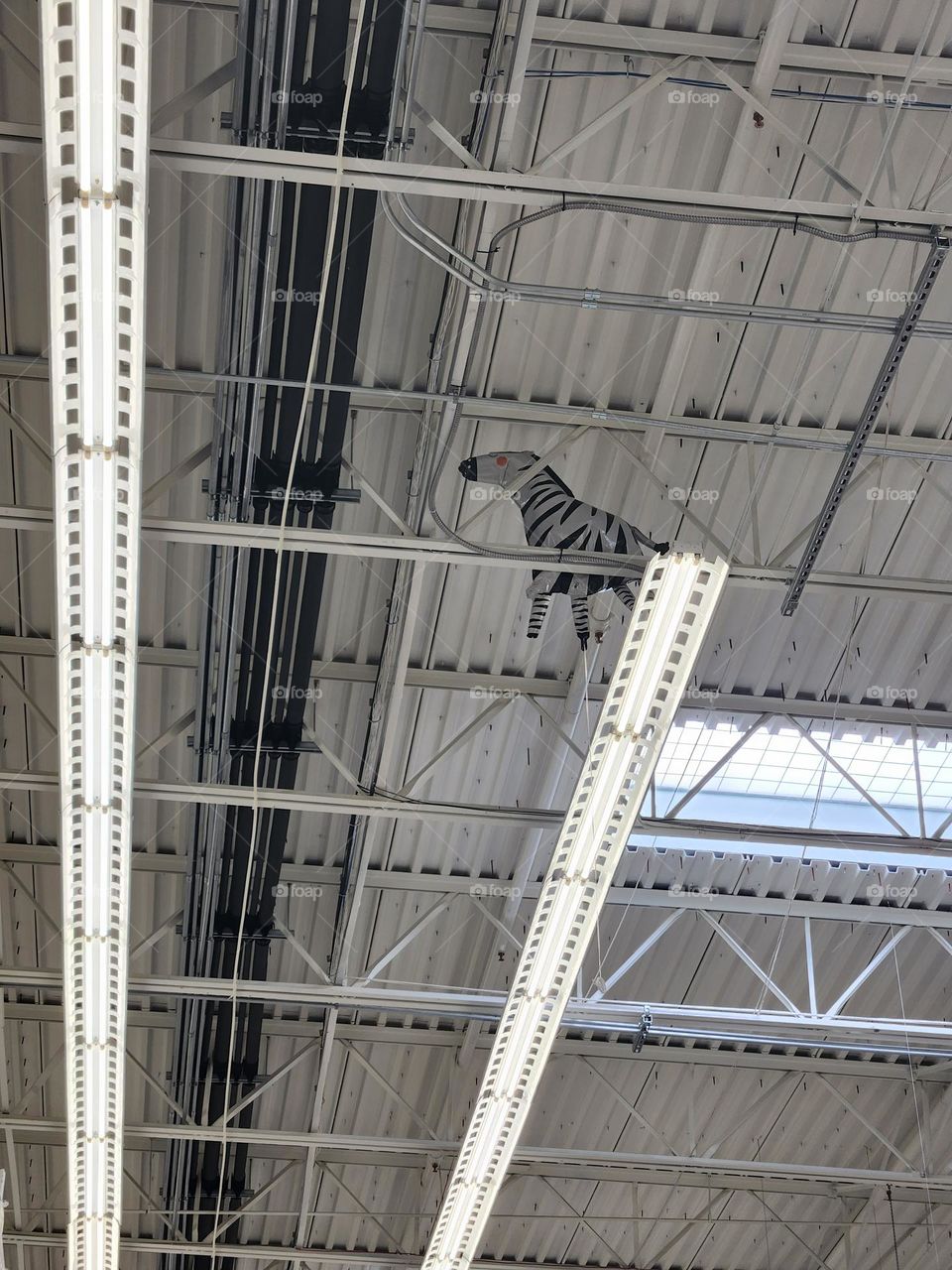 zebra helium balloon floating among a store's rafters and lights