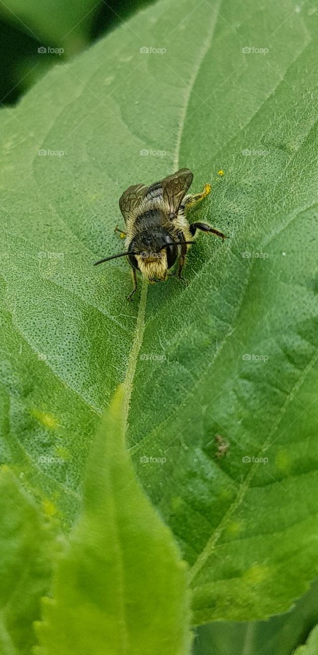 bee and sunflower