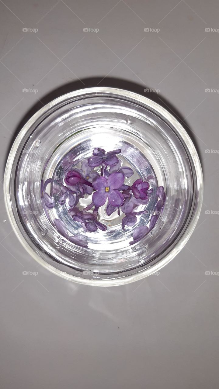 lilac flowers top view of single flowers in transparent glass