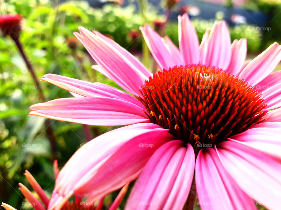 A close up portrait of a pink coneflower with a red core which is standing in a garden.