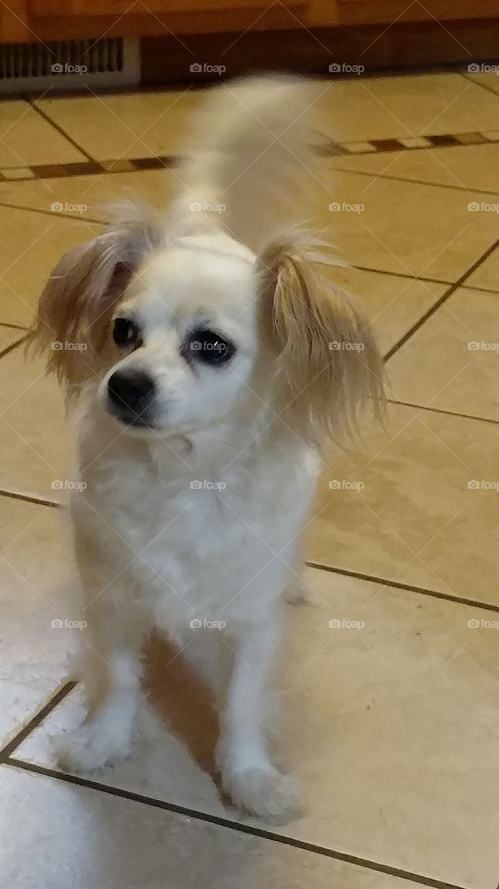 Dog, Pet, Canine, Mammal, Puppy