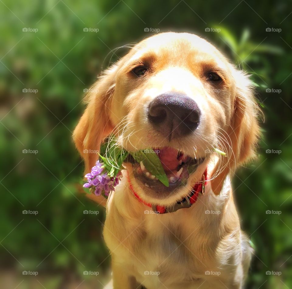 Gifts from a Golden. Adorable golden retriever puppy presenting a gift of wild flowers.