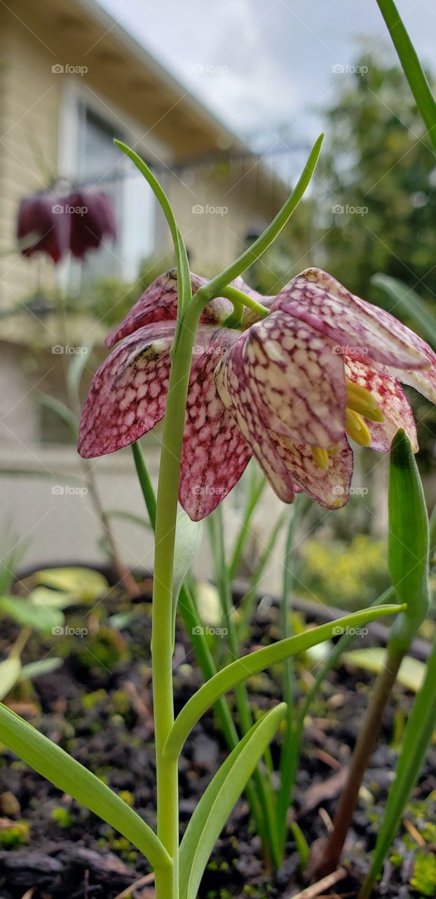 Fritillaria Meleagris