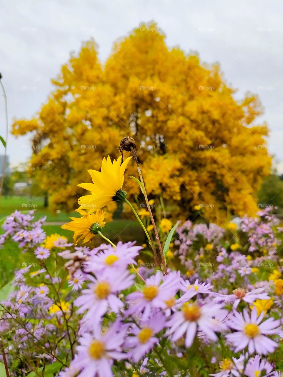 Herbstgold