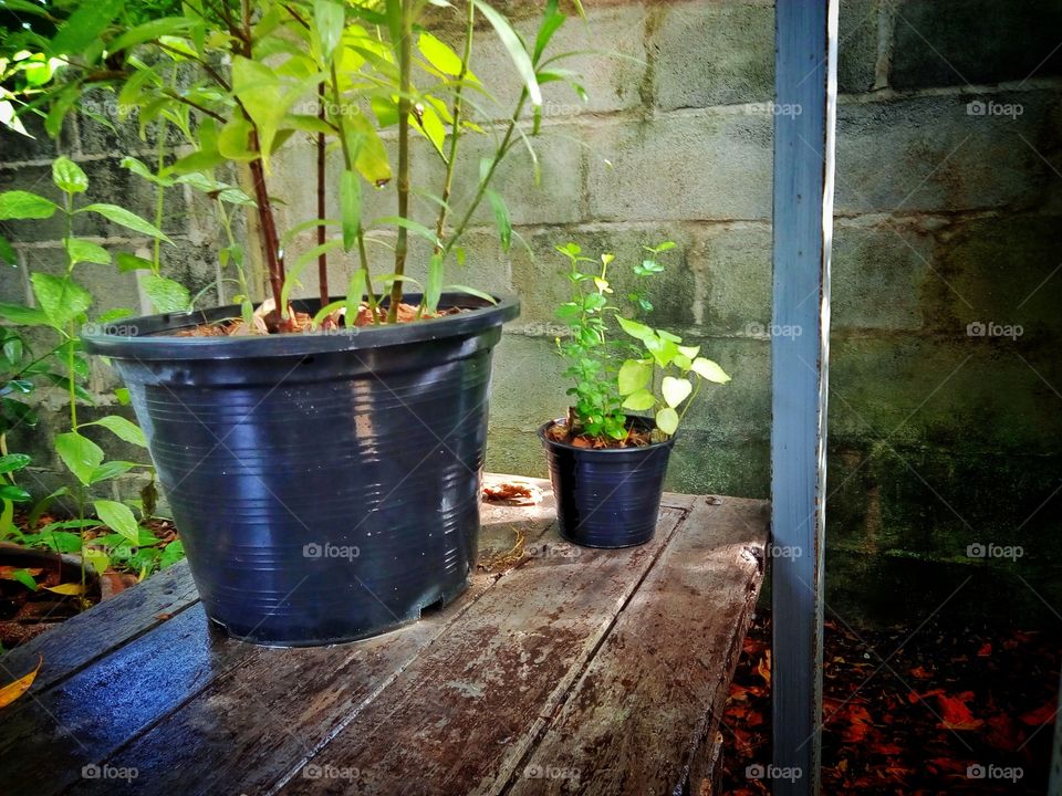 Indoor ornamental trees, Help the world refresh