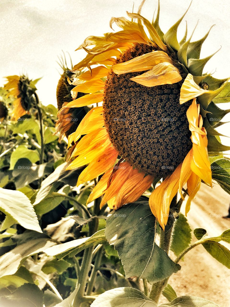 Sunflower fields farm fading blooms full purpose phase 