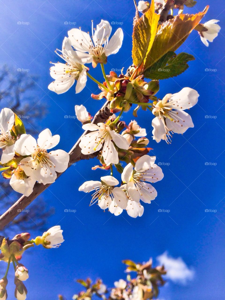 Cherry tree