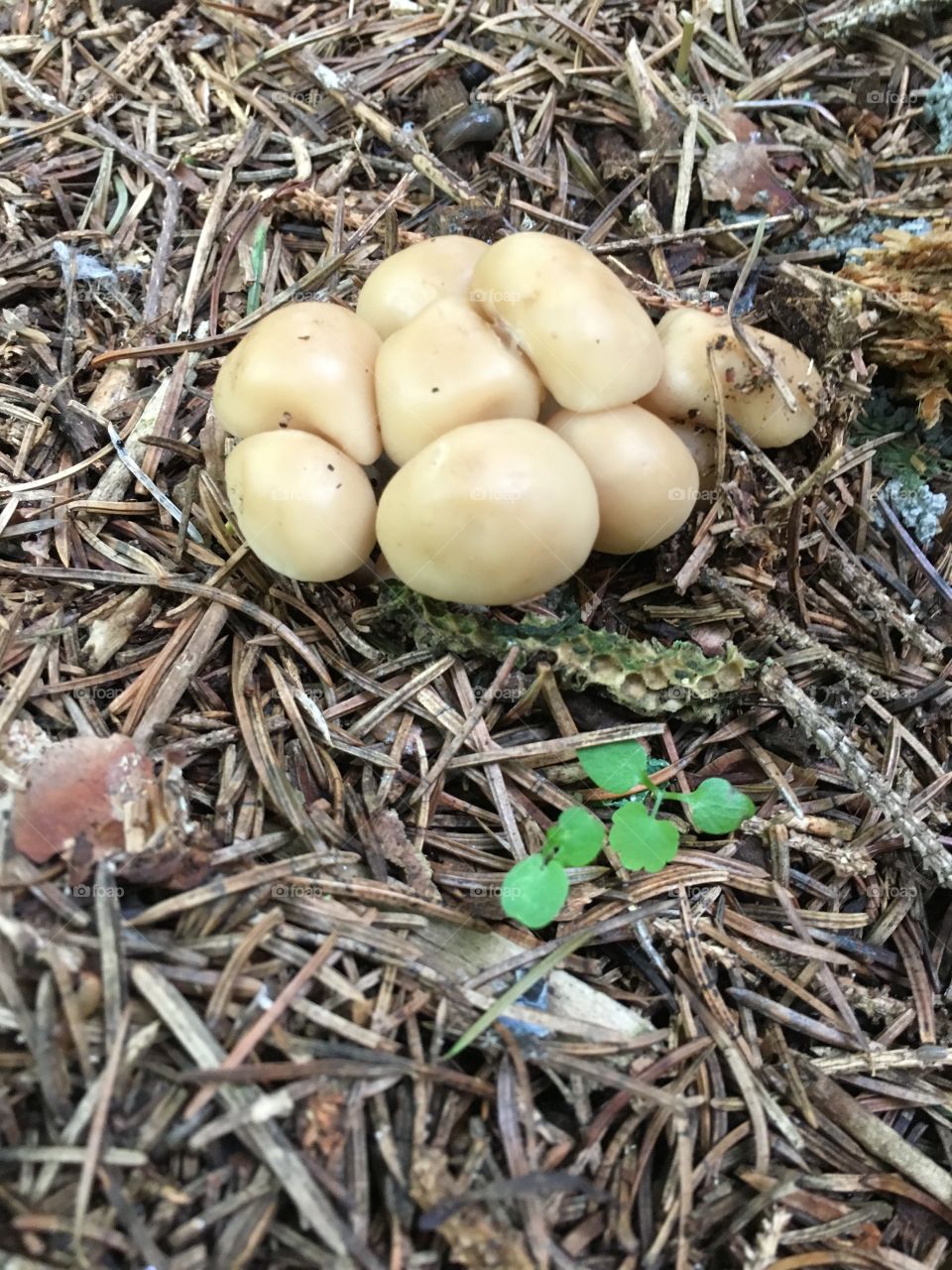 Mushrooms sprouting