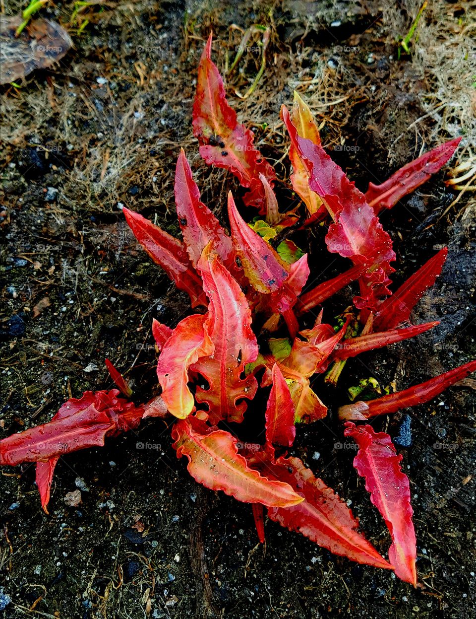 small leaves in spring