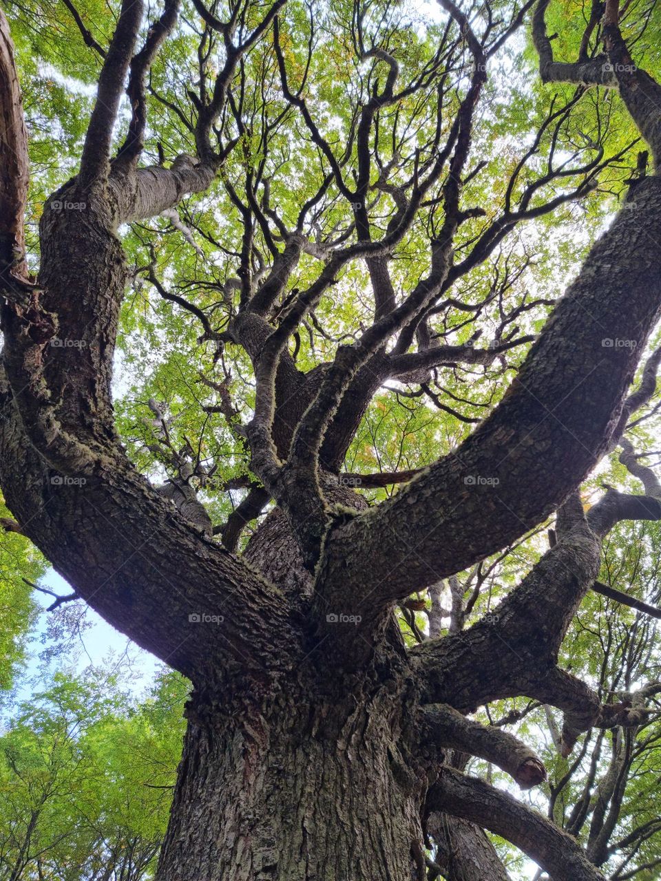 un gran árbol y sus ramas en el bosque