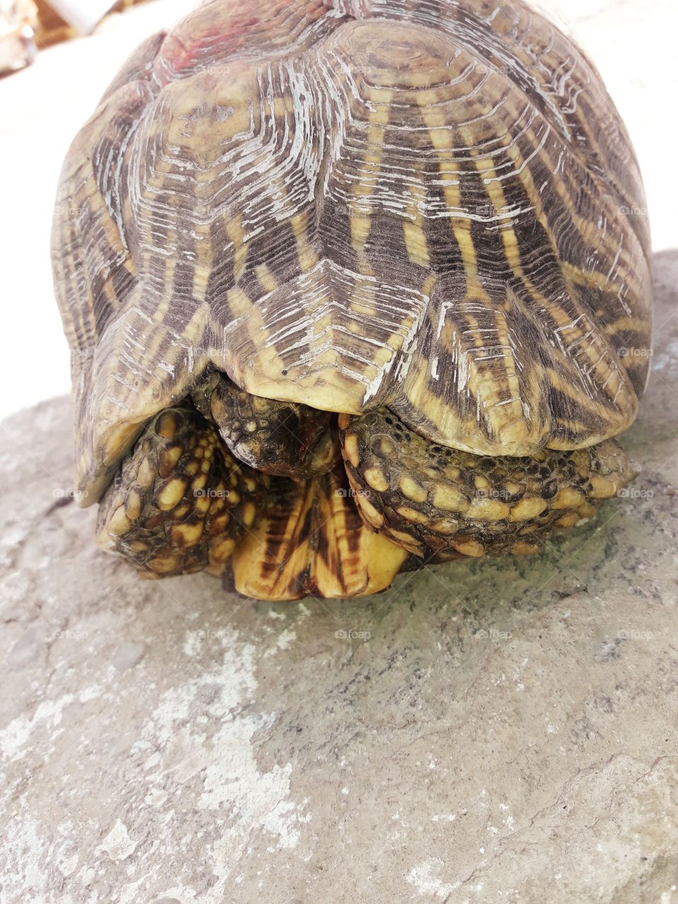 The wildlife lover has captured tortoise