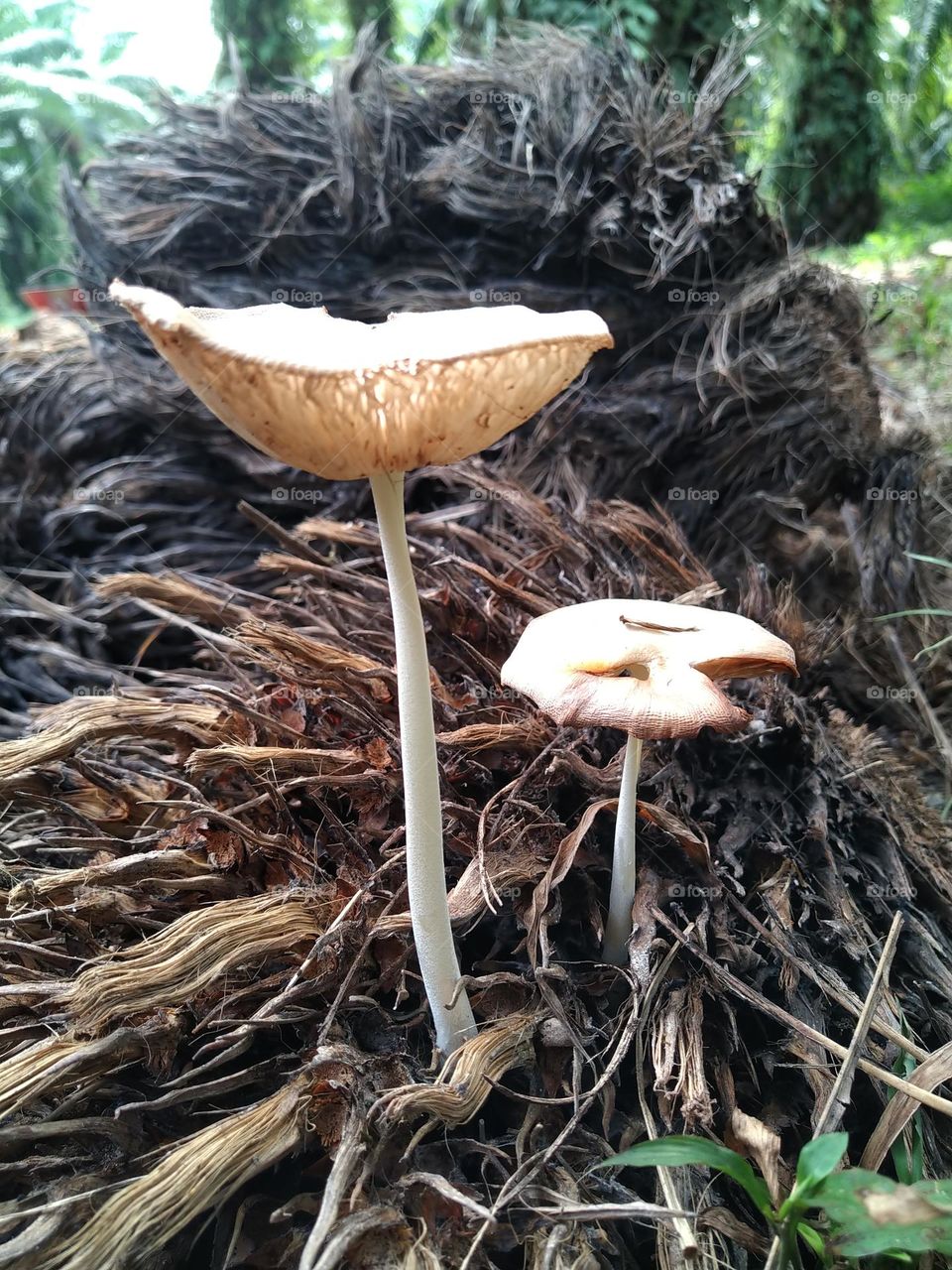 View of mushrooms growing from palm fruit bunches