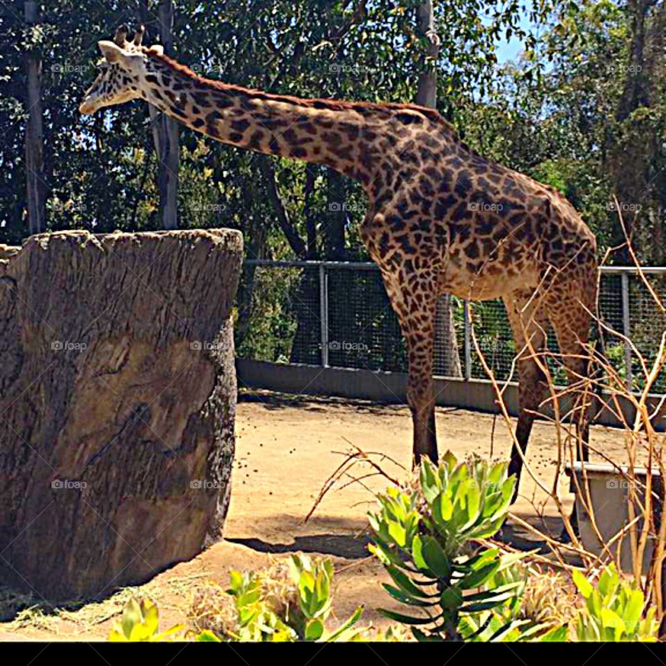 Giraffe on the move