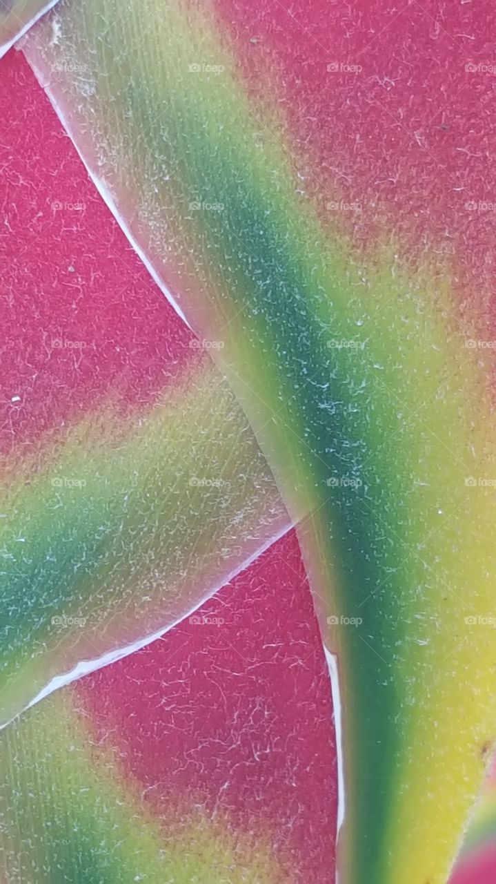 textura da Helicônia