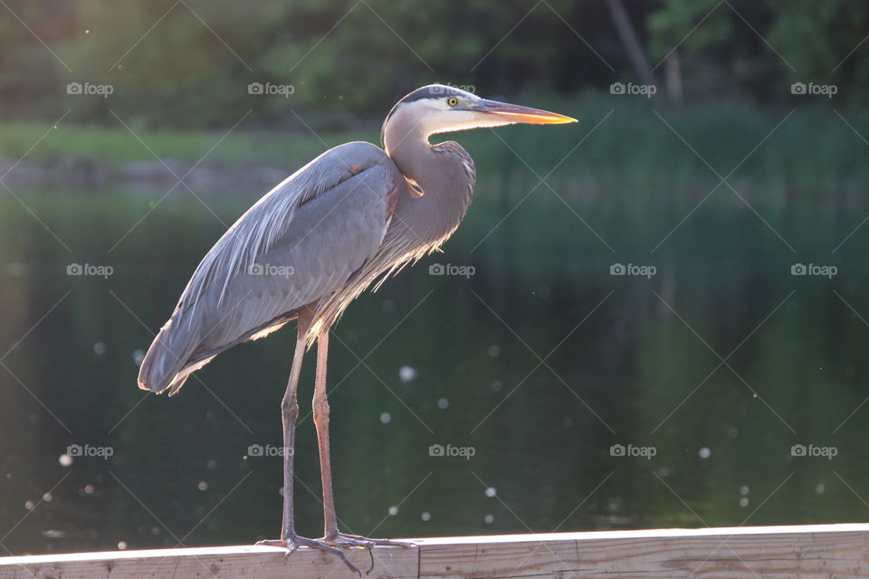 Blue Heron at pond in northern Ohio, USA