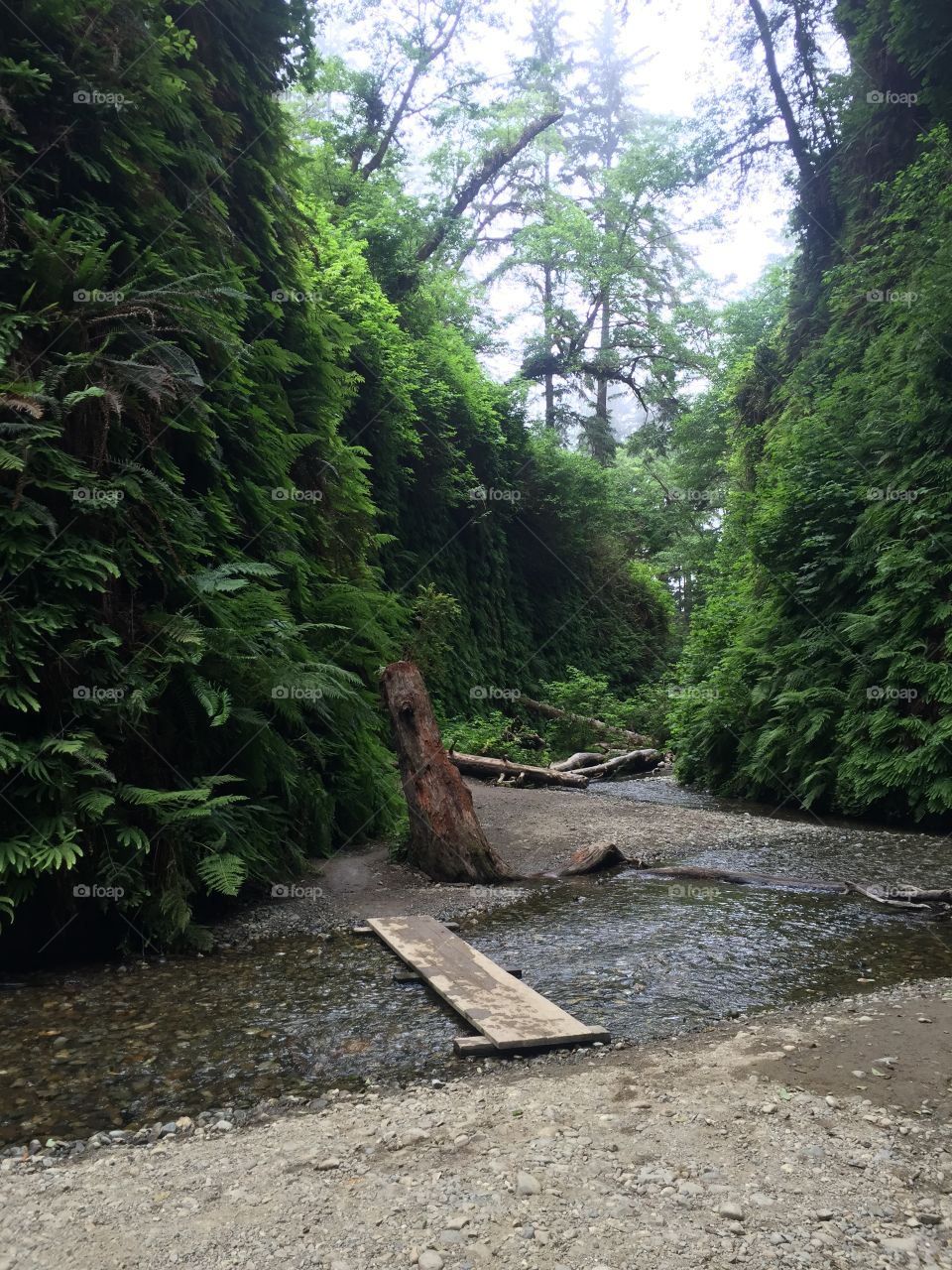 Fern Canyon