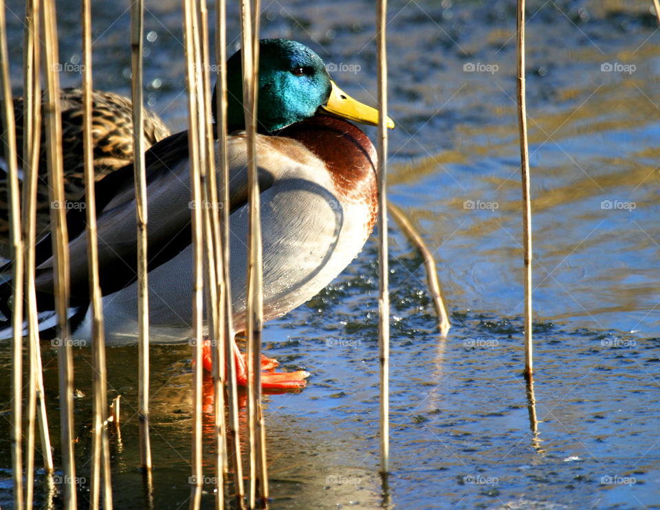 Resting duck. 