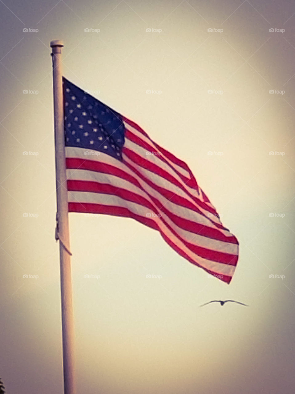 dawn's early light #3