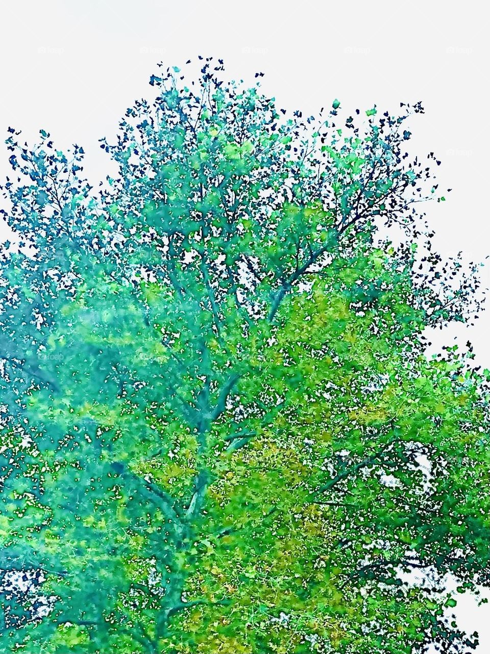 Photo painting summer tree