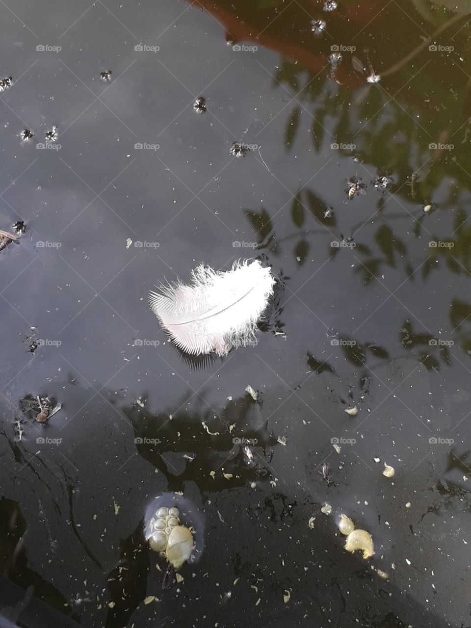 murky water with a white feather and reflection