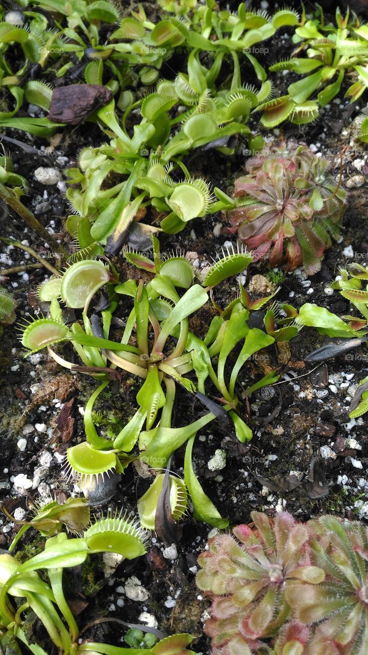 Carnivorous plants.Venus-flytrap.