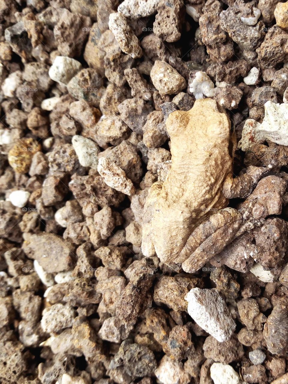 A frog on aggregates. Very camouflage! 
May 14, 2021
01:38pm