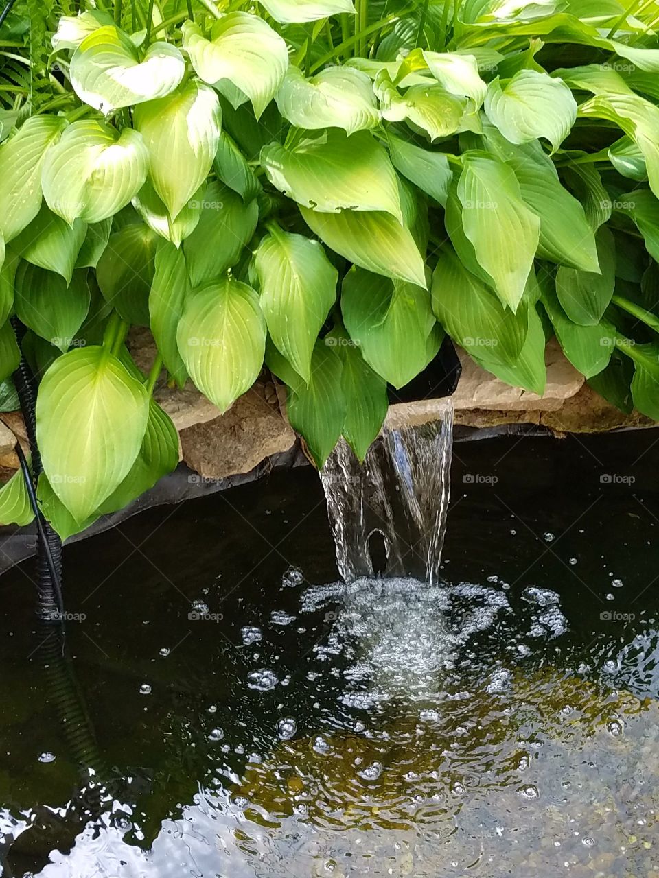 Nature, Leaf, Rain, No Person, Flora