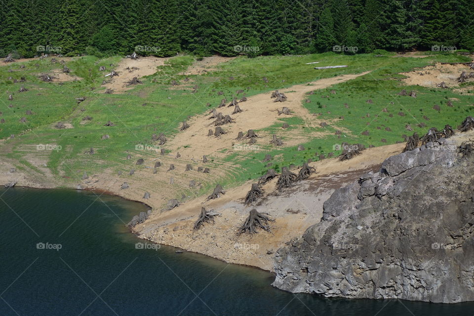 The rocky stump an tree covered shores of Cougar Reservoir in Western Oregon on a sunny day. 