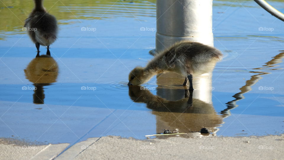 Ducklings drinking water