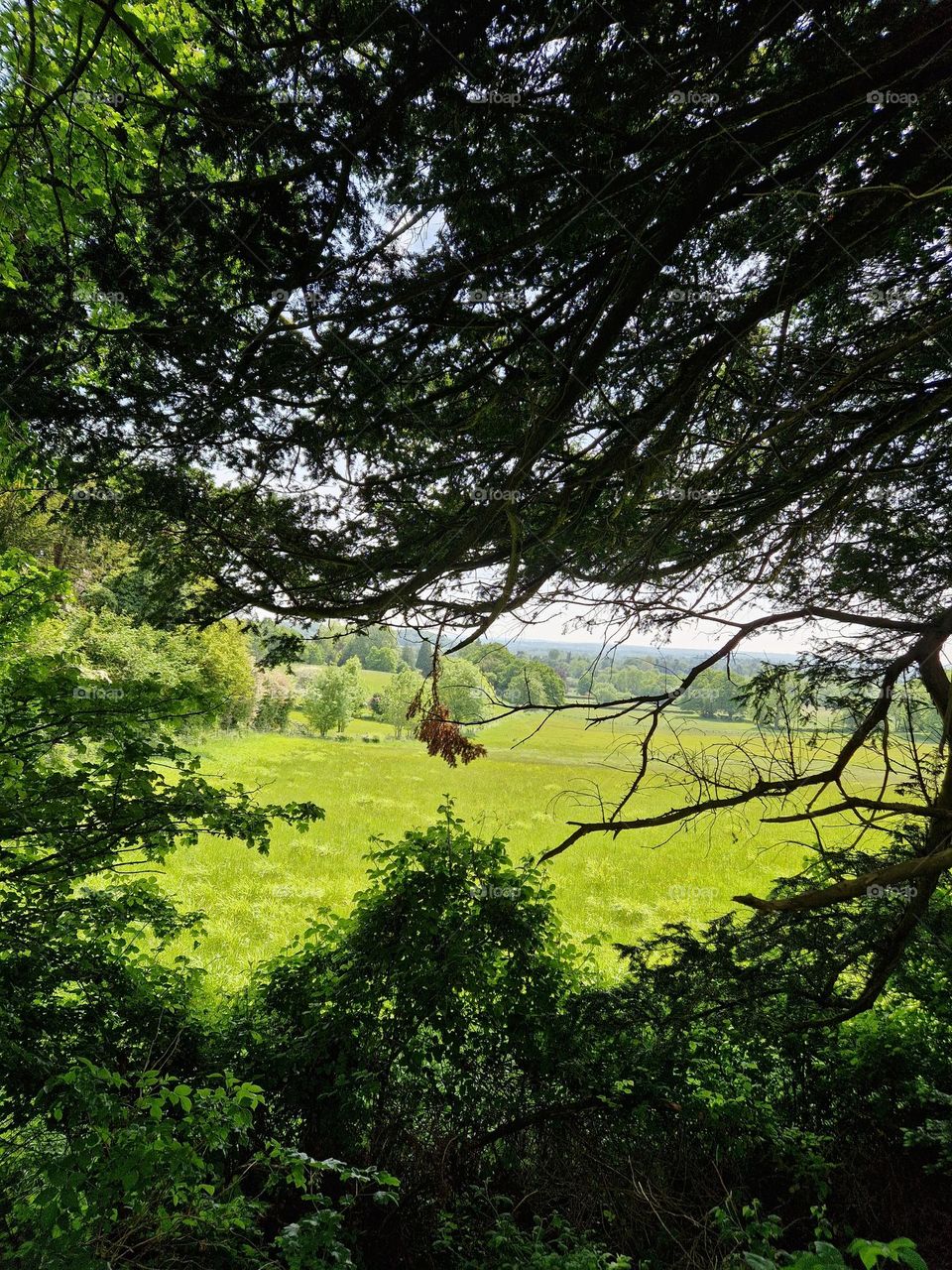 Woodland scene,  sunny day