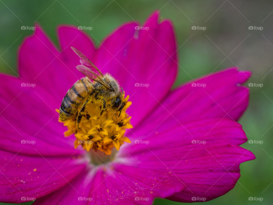 Close-up of bee pollinating pink flower