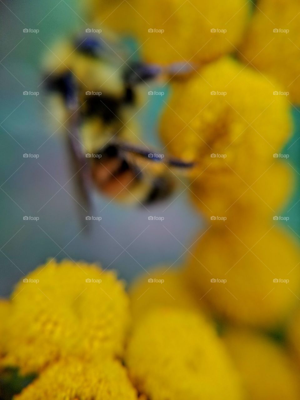 international blur , bumblebee