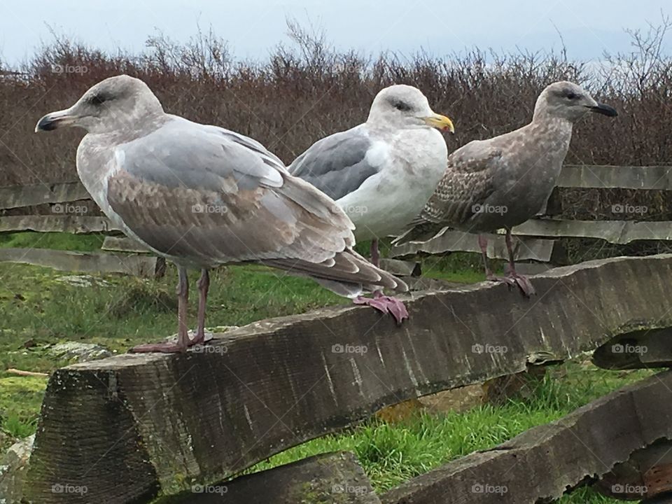 Birds on a fence 