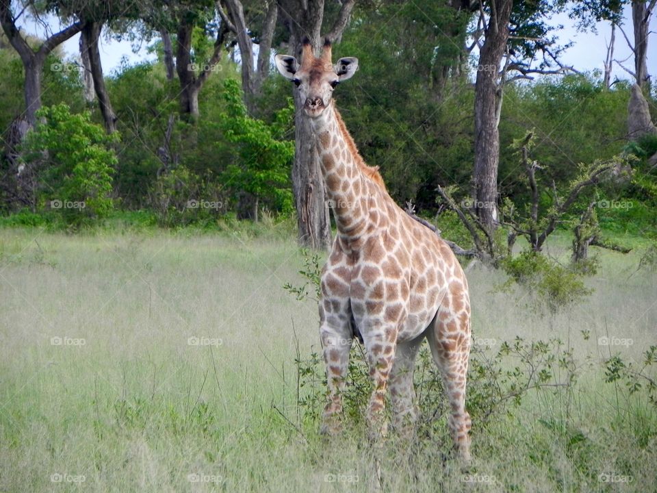 A baby giraffe in Botswana 