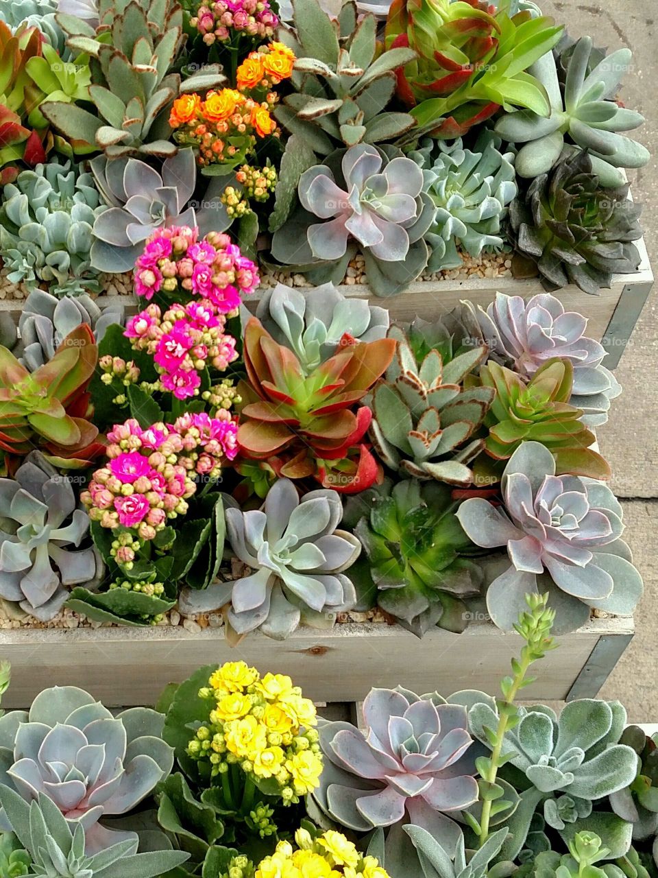 Succulents