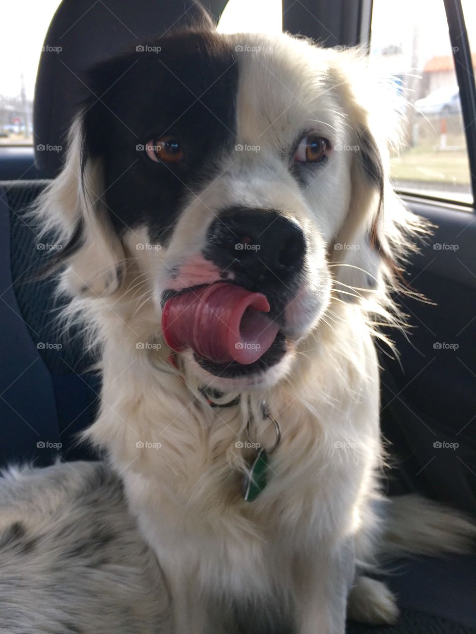 Fruit roll up tongue pup