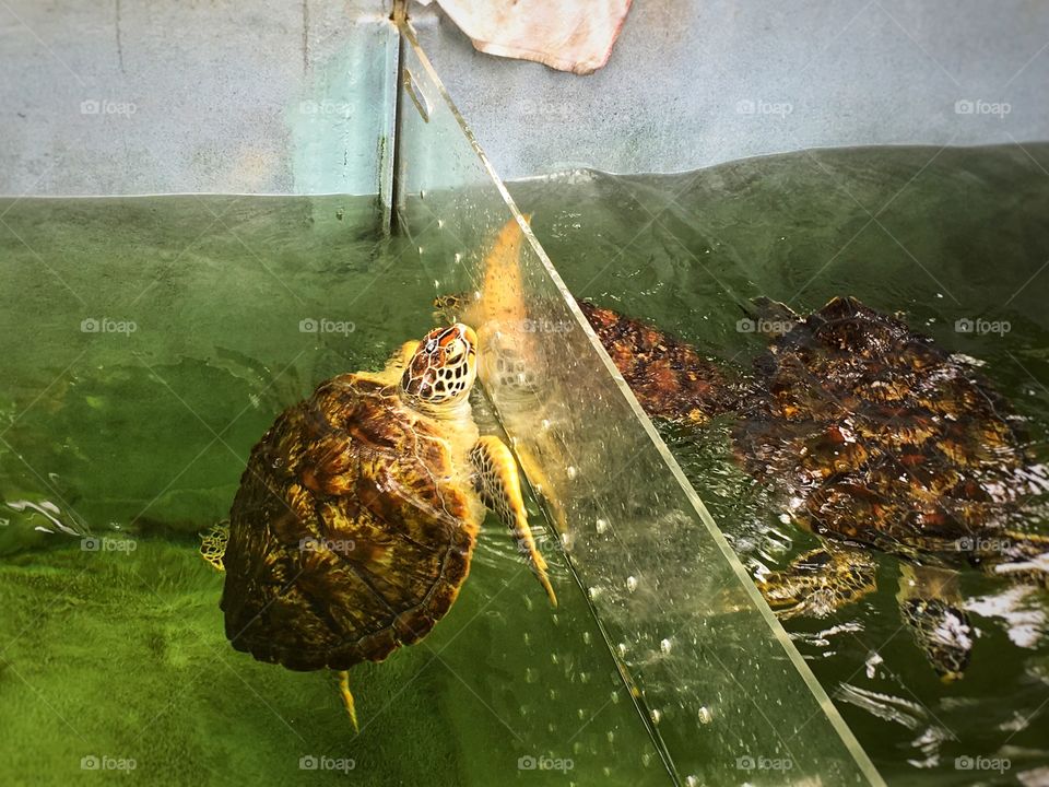 Rescued turtle at feeding time