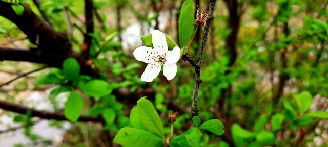 spring bloom