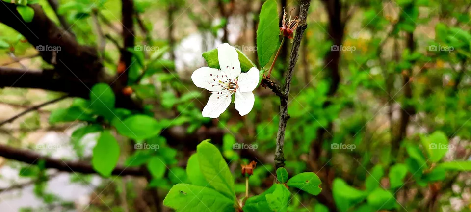 spring bloom